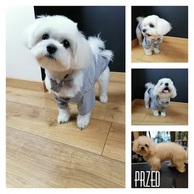 Psi fryzjer Siedlce- Woof Gang Katarzyna Balińska